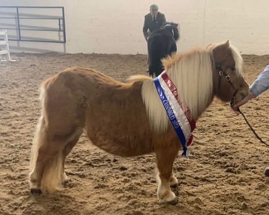 shetland pony news