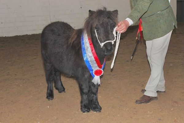 shetland pony news