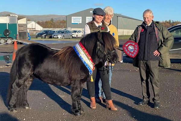 shetland pony news