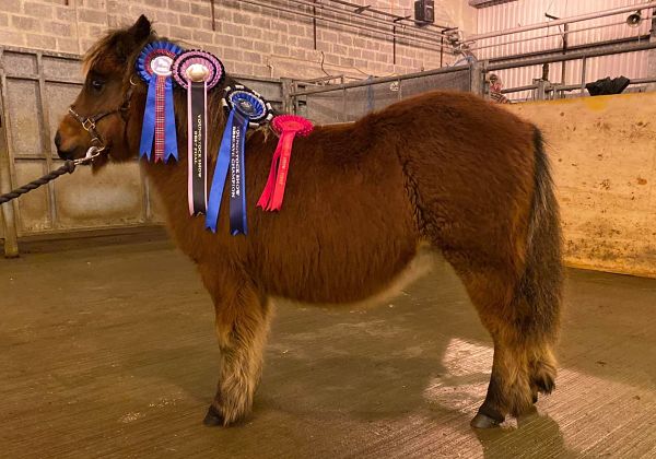 shetland pony news