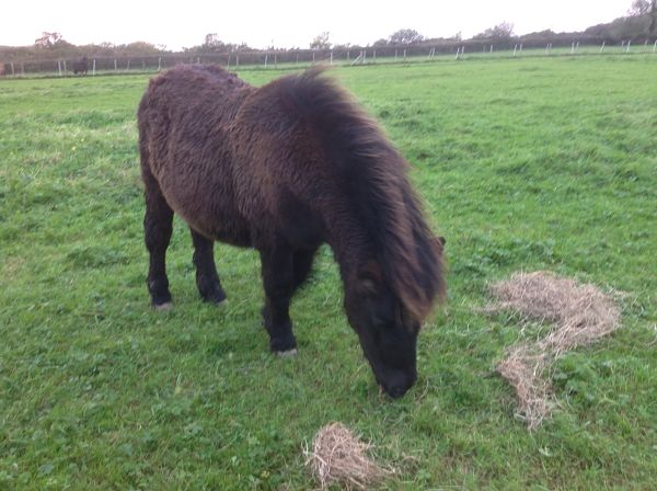 shetland pony foal