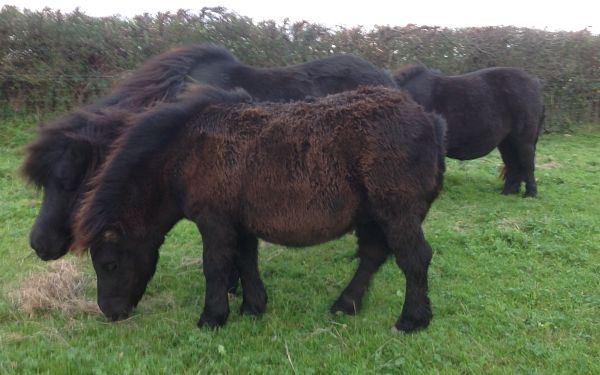 shetland pony foal