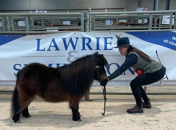 shetland pony news