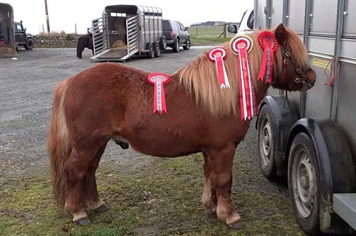 shetland pony news