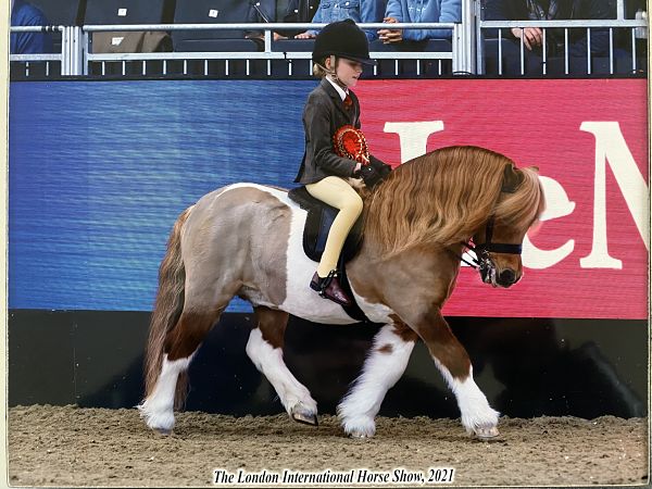 ridden shetland pony