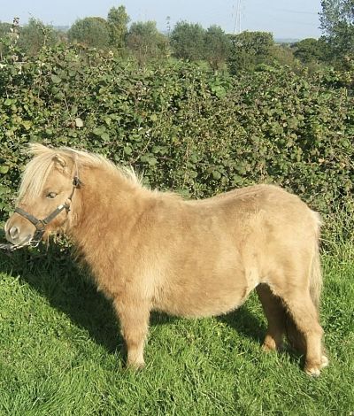 shetland pony