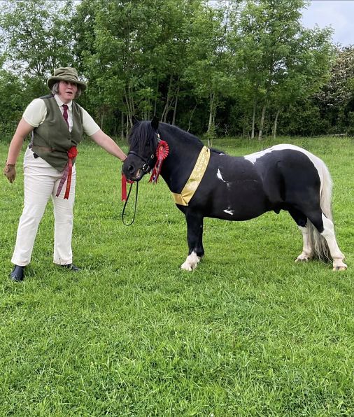 shetland pony