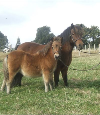 shetland pony standard mare