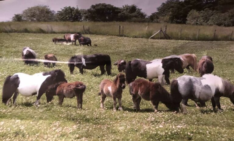 shetland pony Miniatures