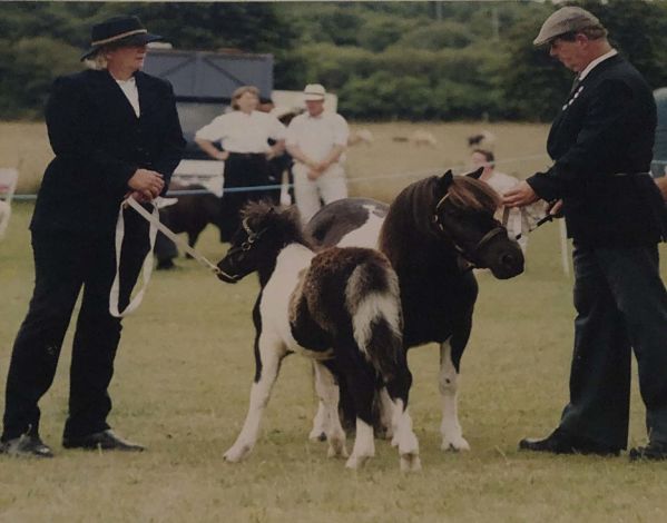 shetland pony