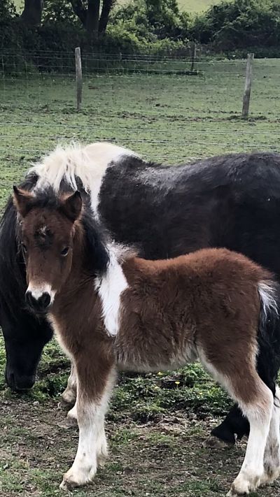 shetland pony