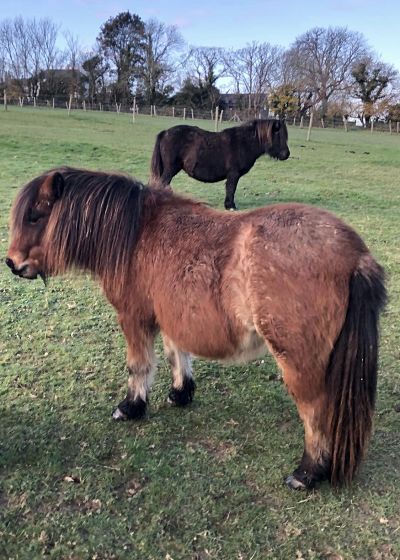 standard shetland pony