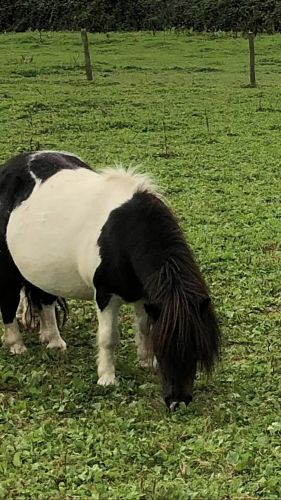shetland pony mare