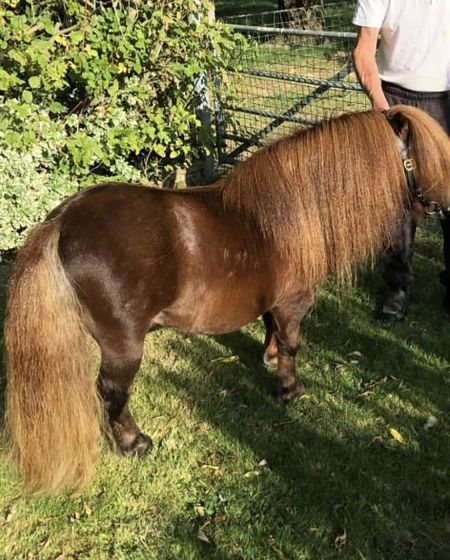 shetland pony