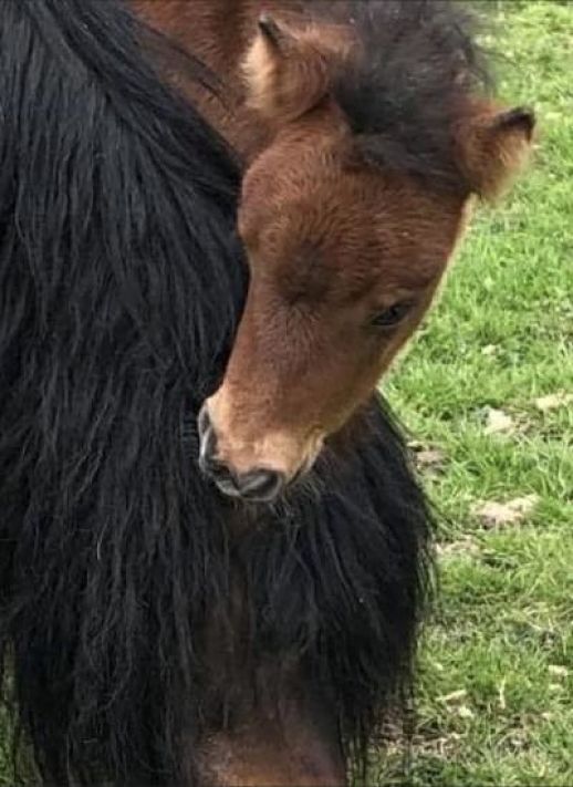 shetland pony