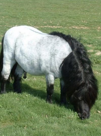 shetland pony stallion