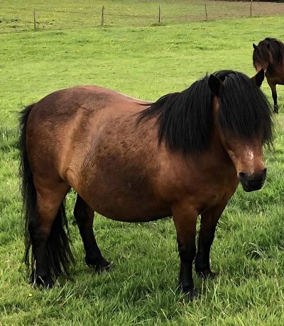 shetland pony mare