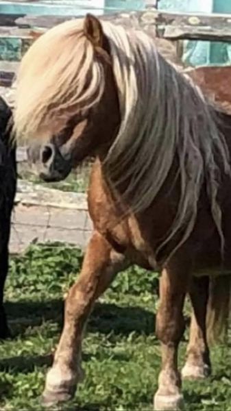 shetland pony stallion