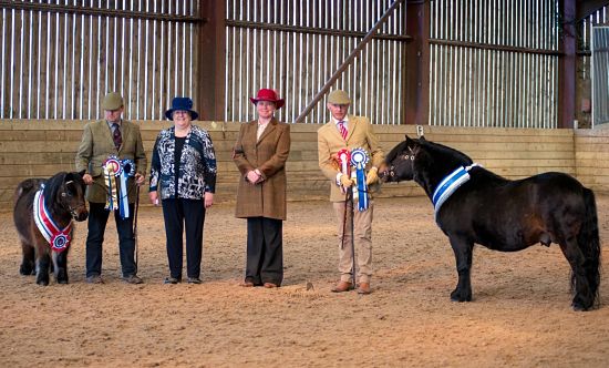 shetland pony news