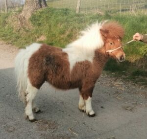 shetland pony for sale