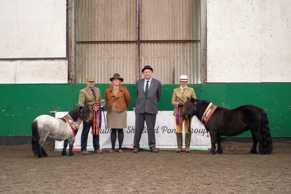 shetland pony news