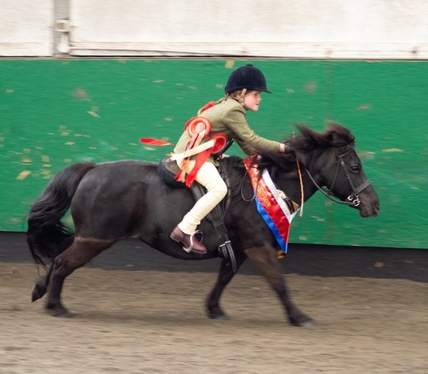 shetland pony news