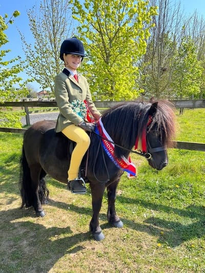 shetland pony show