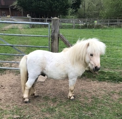 shetland pony for sale