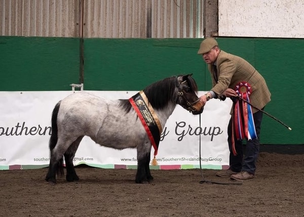 shetland pony news