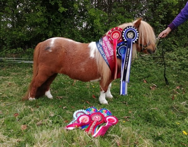 shetland pony show results