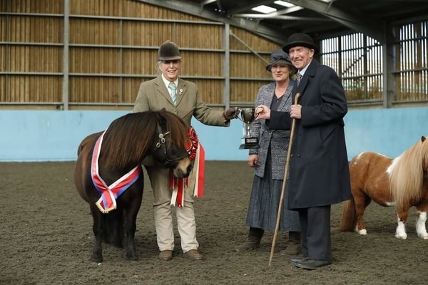 shetland pony news