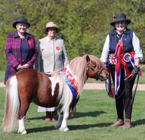 shetland pony show news