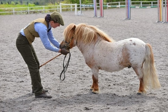 shetland pony news