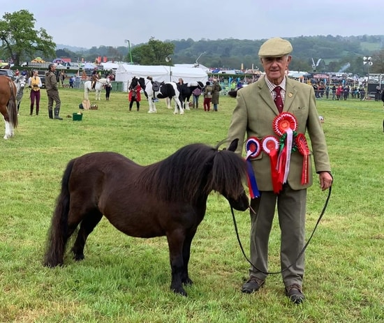 shetland pony show