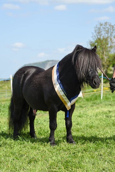 shetland pony show news