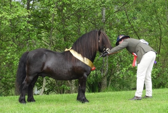 shetland pony news