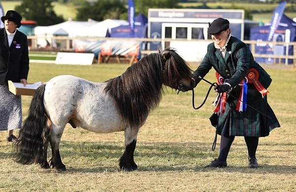 shetland pony news