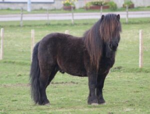 shetland pony for sale