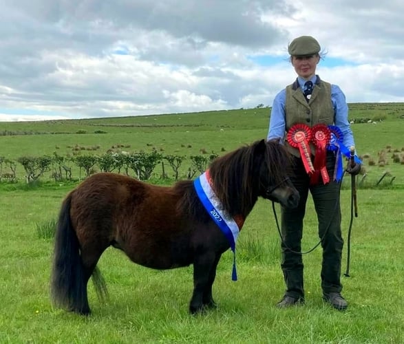 shetland pony news