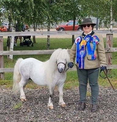 shetland pony news