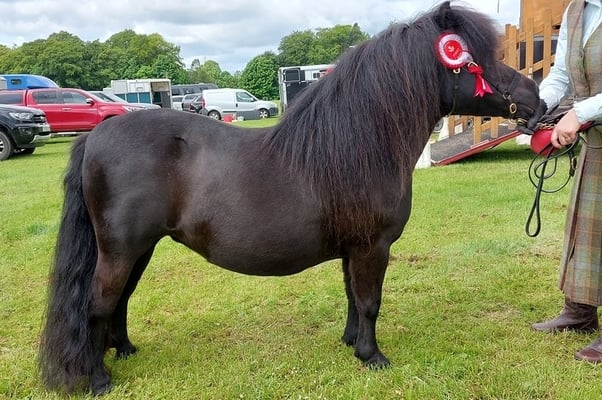 shetland pony news