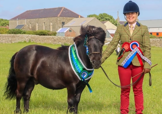 shetland pony news