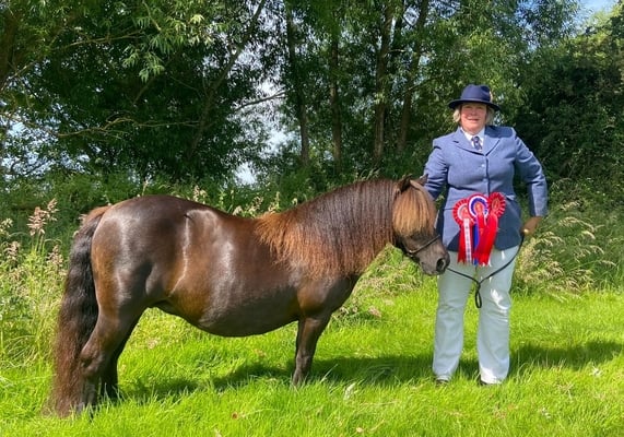 shetland pony