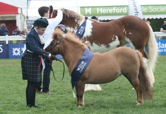 shetland pony news