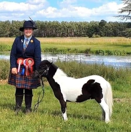 shetland pony news