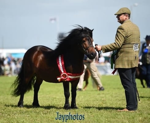 shetland pony news