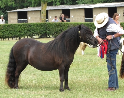 shetland pony show news