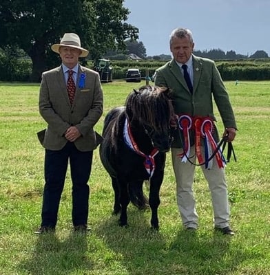 shetland pony show