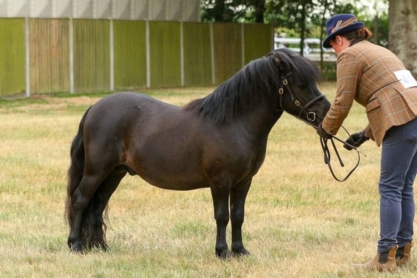 shetland pony news