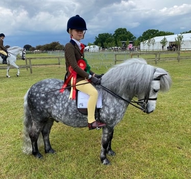 shetland pony news